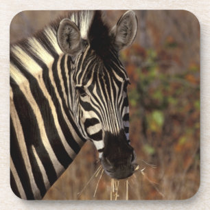 Afrika, Südafrika, Kruger NP Zebrapanorama Untersetzer