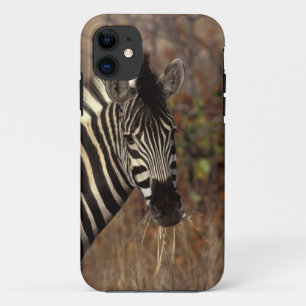 Afrika, Südafrika, Kruger NP Zebraporträt Case-Mate iPhone Hülle