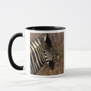 Afrika, Südafrika, Kruger NP Zebraporträt Tasse