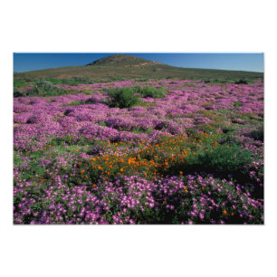 Afrika, Südafrika, Namaqualand, Orange und Fotodruck