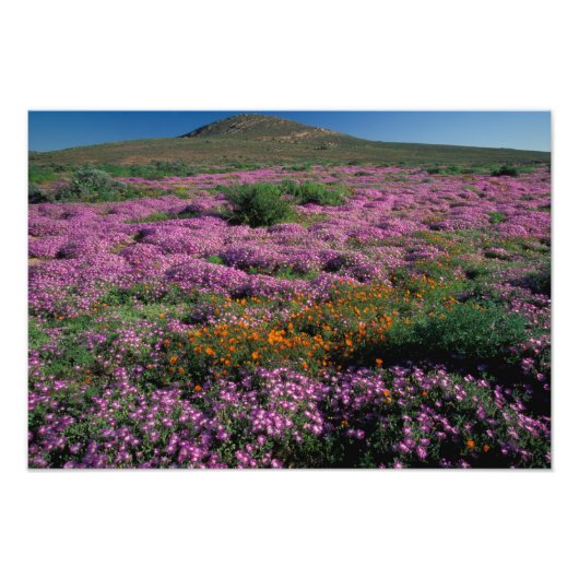 Afrika, Südafrika, Namaqualand, Orange und Fotodruck (Vorne)