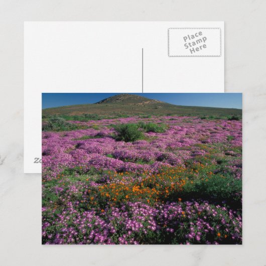 Afrika, Südafrika, Namaqualand, Orange und Postkarte (Vorne/Hinten)