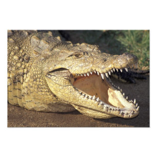 Afrika, Südafrika Nilkrokodil Fotodruck