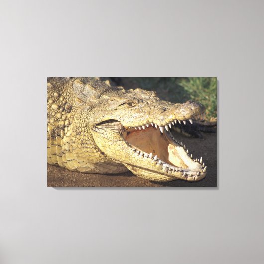 Afrika, Südafrika, Nilkrokodil Leinwanddruck (Vorderseite)