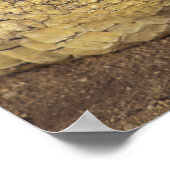 Afrika, Südafrika, Nilkrokodil Poster (Ecke)