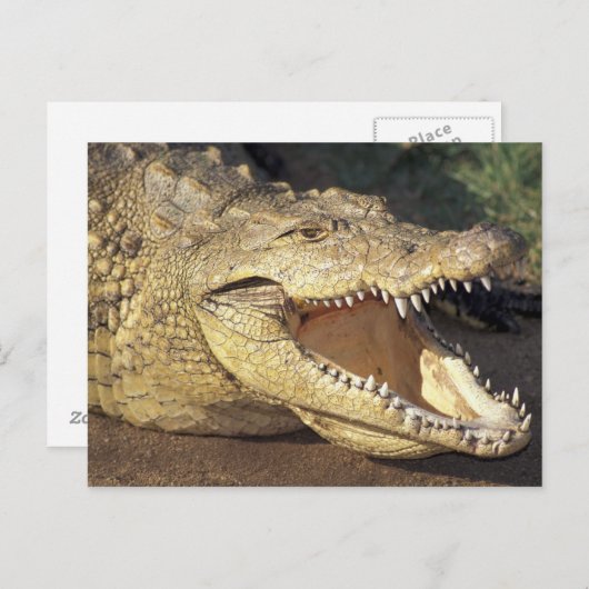 Afrika, Südafrika, Nilkrokodil Postkarte (Vorne/Hinten)