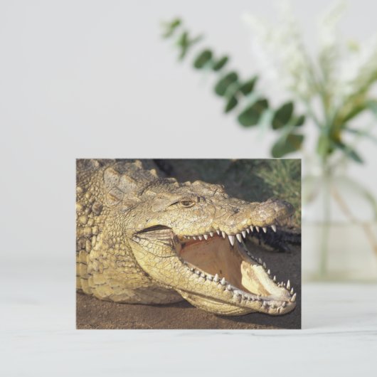 Afrika, Südafrika, Nilkrokodil Postkarte (Stehend Vorderseite)