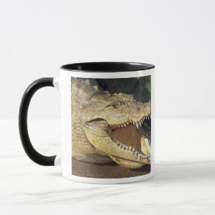 Afrika, Südafrika Nilkrokodil Tasse