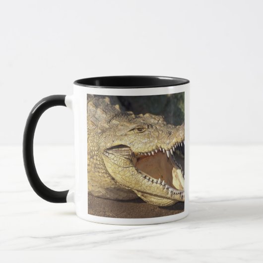 Afrika, Südafrika, Nilkrokodil Tasse (Links)