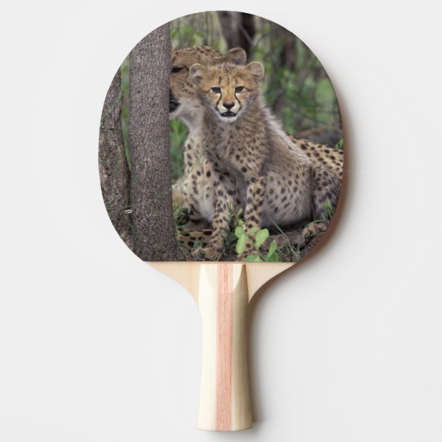 Afrika, Südafrika, Phinda Konserve. Gepard Tischtennis Schläger (Vorderseite)