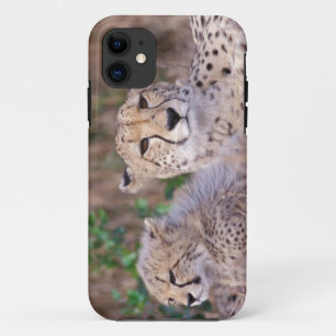 Afrika, Südafrika, Tswalu-Reservat. Geparden Case-Mate iPhone Hülle