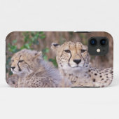 Afrika, Südafrika, Tswalu-Reservat. Geparden Case-Mate iPhone Hülle (Rückseite (Horizontal))