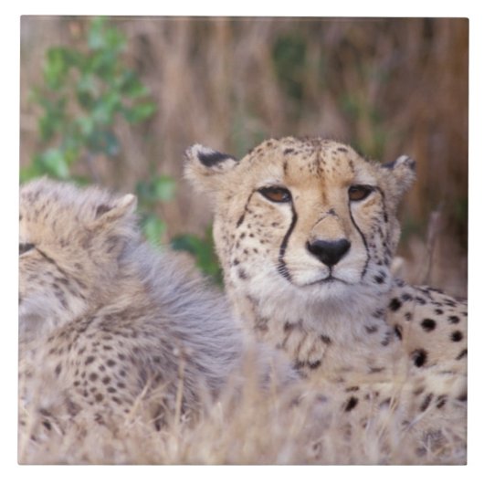 Afrika, Südafrika, Tswalu-Reservat. Geparden Fliese (Vorderseite)