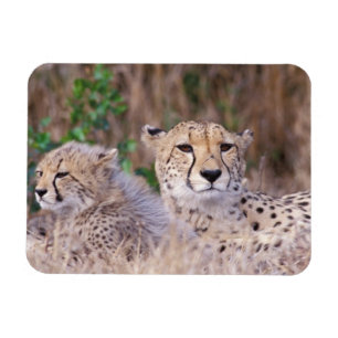 Afrika, Südafrika, Tswalu-Reservat. Geparden Magnet