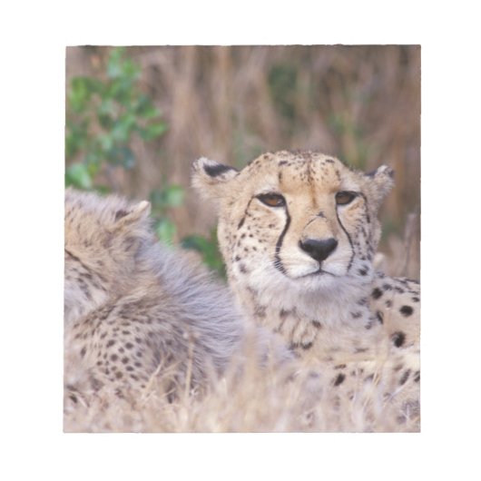 Afrika, Südafrika, Tswalu-Reservat. Geparden Notizblock (Vorderseite)