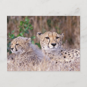 Afrika, Südafrika, Tswalu-Reservat. Geparden Postkarte