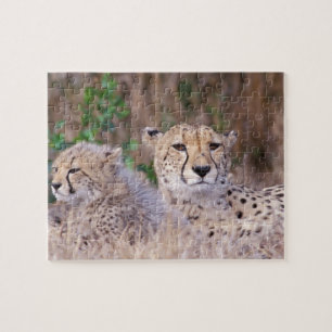 Afrika, Südafrika, Tswalu-Reservat. Geparden Puzzle