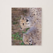 Afrika, Südafrika, Tswalu-Reservat. Geparden Puzzle (Vertikal)