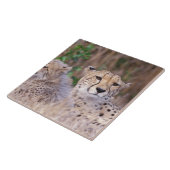 Afrika, Südafrika, Tswalu Reserve. Cheetahs Fliese (Seite)