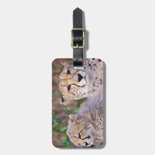 Afrika, Südafrika, Tswalu Reserve. Cheetahs Gepäckanhänger (Vorderseite vertikal)