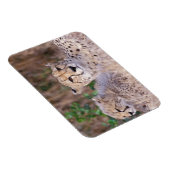 Afrika, Südafrika, Tswalu Reserve. Cheetahs Magnet (Rechte Seite)