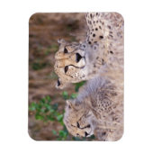 Afrika, Südafrika, Tswalu Reserve. Cheetahs Magnet (Vertikal)