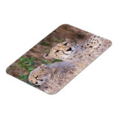 Afrika, Südafrika, Tswalu Reserve. Cheetahs Magnet (Linke Seite)