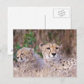 Afrika, Südafrika, Tswalu Reserve. Cheetahs Postkarte (Vorne/Hinten)