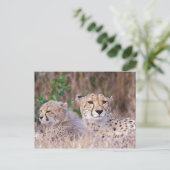Afrika, Südafrika, Tswalu Reserve. Cheetahs Postkarte (Stehend Vorderseite)