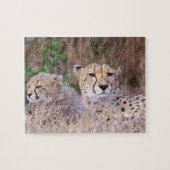 Afrika, Südafrika, Tswalu Reserve. Cheetahs Puzzle (Horizontal)