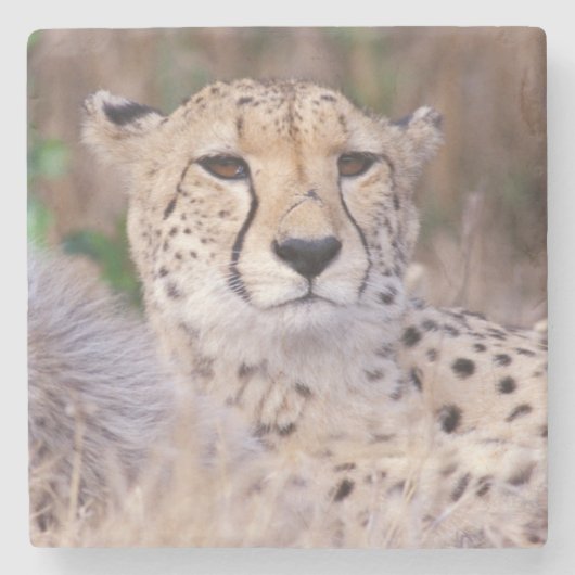 Afrika, Südafrika, Tswalu Reserve. Cheetahs Steinuntersetzer (Vorderseite)