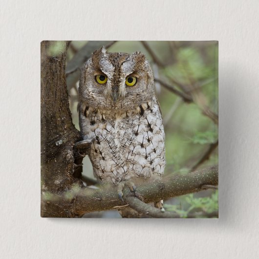 Afrika. Tansania Afrikanischer Scops Schüssel bei Button (Vorderseite)