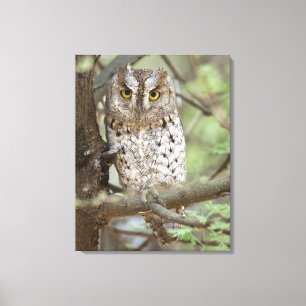 Afrika. Tansania Afrikanischer Scops Schüssel bei  Leinwanddruck