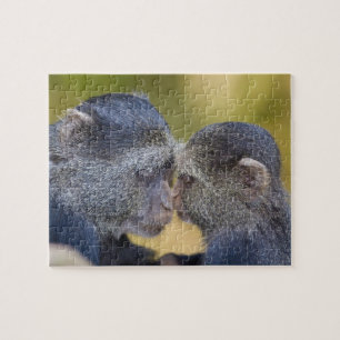 Afrika. Tansania. Blaffen-Meerkatzen-Mutter mit Ju Puzzle