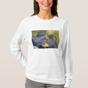 Afrika. Tansania. Blaffen-Meerkatzen-Mutter mit Ju T-Shirt