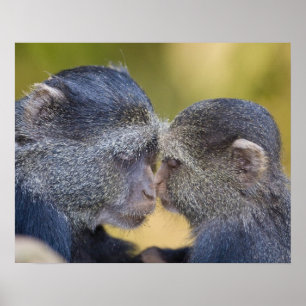 Afrika. Tansania. Blaue Affe Mutter mit Jungtier Poster