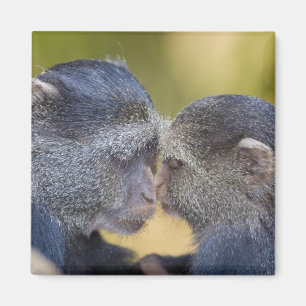 Afrika. Tansania. Blaue Meerkatzenmutter mit Jungt Magnet