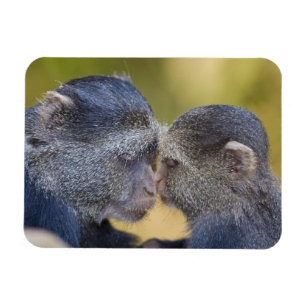 Afrika. Tansania. Blaue Meerkatzenmutter mit Jungt Magnet