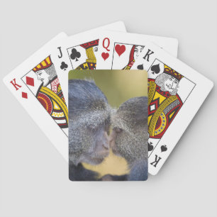 Afrika. Tansania. Blaue Meerkatzenmutter mit Jungt Spielkarten