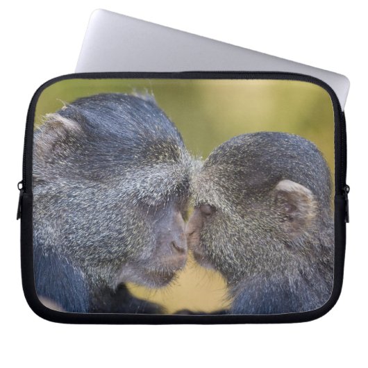 Afrika. Tansania Blauer Affe Mutter mit jungen Laptopschutzhülle (Vorderseite)