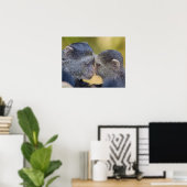 Afrika. Tansania Blauer Affe Mutter mit jungen Poster (Heimbüro)