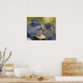 Afrika. Tansania Blauer Affe Mutter mit jungen Poster (Küche)