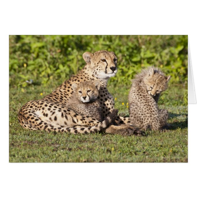 Afrika. Tansania Cheetah Mutter und Jungen 2 (Vorderseite (Horizontal))