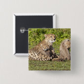 Afrika. Tansania Cheetah Mutter und Jungen 2 Button (Vorne & Hinten)