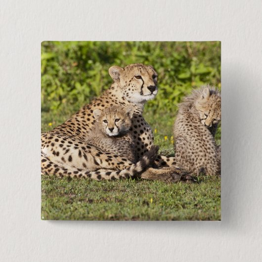 Afrika. Tansania Cheetah Mutter und Jungen 2 Button (Vorderseite)