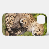 Afrika. Tansania Cheetah Mutter und Jungen 2 Case-Mate iPhone Hülle (Rückseite (Horizontal))