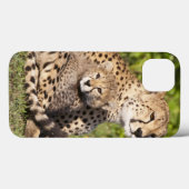 Afrika. Tansania Cheetah Mutter und Jungen 2 Case-Mate iPhone Hülle (Rückseite (Horizontal))