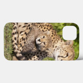 Afrika. Tansania Cheetah Mutter und Jungen 2 Case-Mate iPhone Hülle (Rückseite (Horizontal))