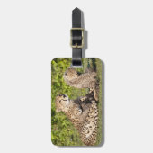 Afrika. Tansania Cheetah Mutter und Jungen 2 Gepäckanhänger (Vorderseite vertikal)