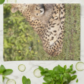 Afrika. Tansania Cheetah Mutter und Jungen 2 Handtuch (Gefaltet)